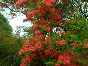 ݂񂳂̕CR̃}ccW̓eʐ^2