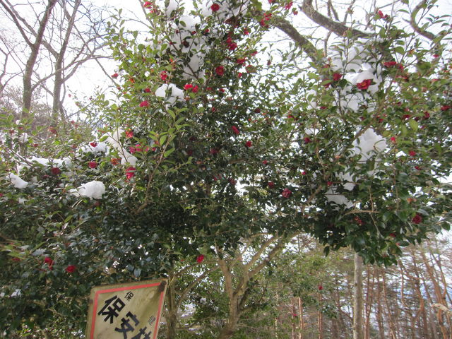 񂳂̑哇̒ւ̓eʐ^1