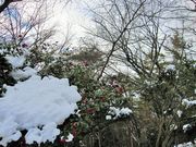 񂳂̑哇̒ւ̓eʐ^2