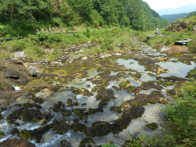 ���n���̃R�P�͂قƂ�ǒ��F_�`���c�{�~�S�P����