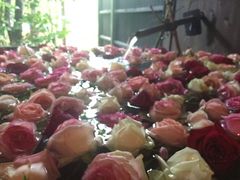 ܂肳̌F̐쉷 ǂ̓ւ̓eʐ^1