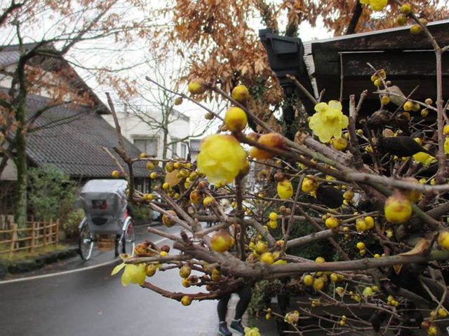 人力車えびす屋湯布院】予約・アクセス・割引クーポン - じゃらんnet