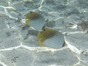 񂳂̌cǊԏӂ̓eʐ^6