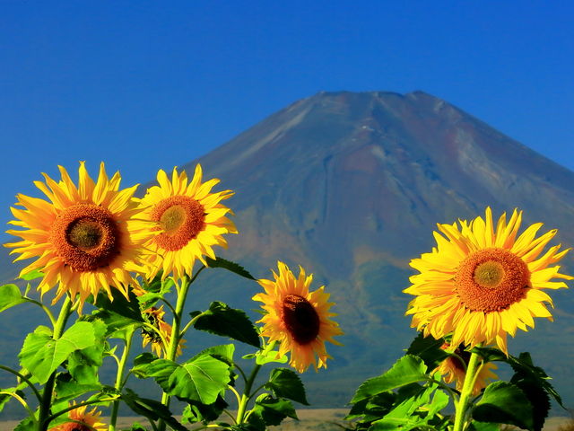 ȂDVCɌb܂܂_R Ԃ̓s