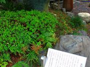 ���p��7777777����̔m�ԋ��(�i�ӂ�����)�̓��e�ʐ^1