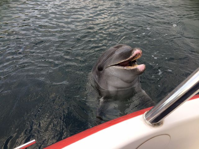 ���l�E���i���V�[�p���_�C�X