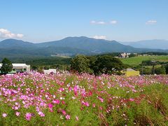 りそなさんの【臨時休業】旬花咲く黒姫高原のコスモスの投稿写真2