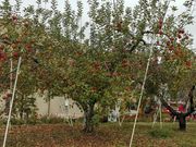 Ĉ񂲕؂ƎOA̓eʐ^1