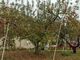 レイさんのりんご並木と三連蔵への投稿写真3