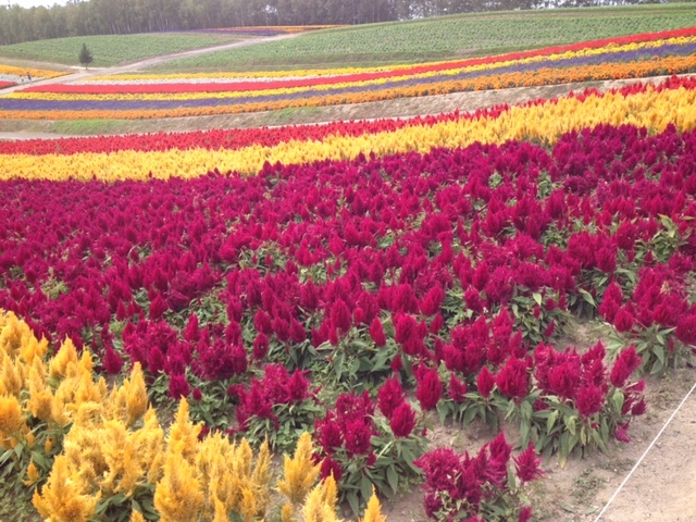 �J���t���ȉԁX_�l�G�ʂ̋u