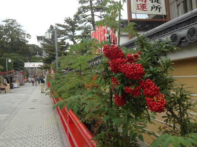 q̑nɂƓ`{ŏ̊ωł钆R_R