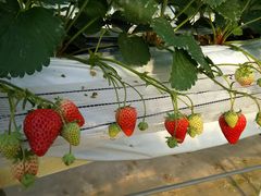 ͂q̃C`SnEX̉ւ̓eʐ^1