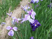 ܂񂳂̉KCRԏҊ̓eʐ^1