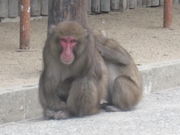 �Ƃ�����񂳂�̓单�␅�勽�̓��e�ʐ^2