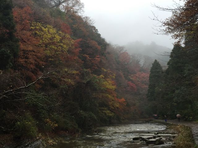 �J�̍g�t_�{�V�k�J