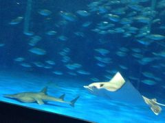 いおワールドかごしま水族館の写真一覧(2ページ目) - じゃらんnet