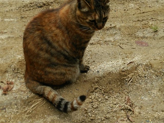 s[񂳂̋ؑ򏬊wZ̓eʐ^1