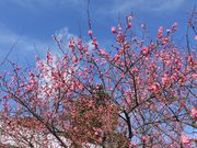 �j�R����񂳂�̏��c���隬�����̔~�̓��e�ʐ^1