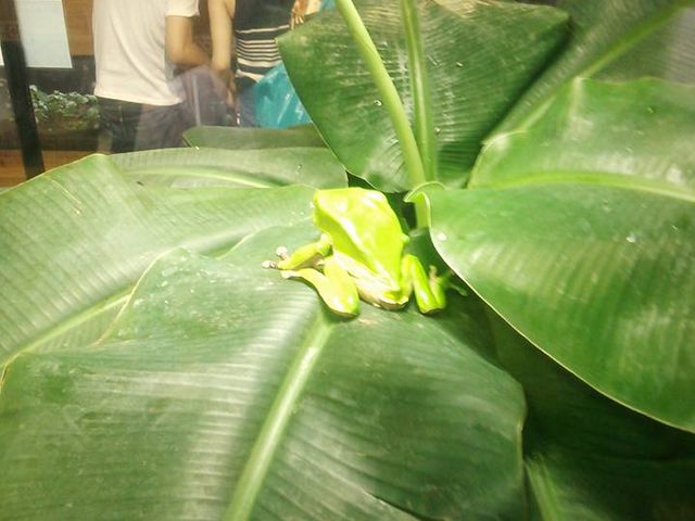 �A�I�K�G���i���O�Y��܂����j_���킵�܃}�����p�[�N