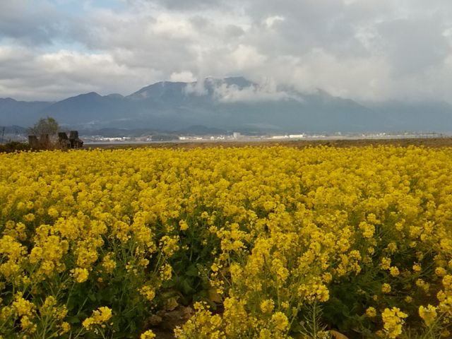 菜の花畑 アクセス 営業時間 料金情報 じゃらんnet