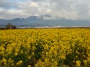 marȗPȂ̍؂̉Ԕ̓eʐ^1