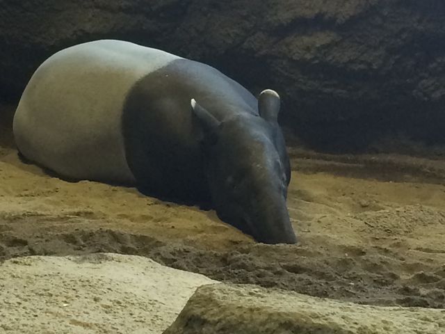 2015�N4�� �̂�т�}���[�o�N�B_�~�R������