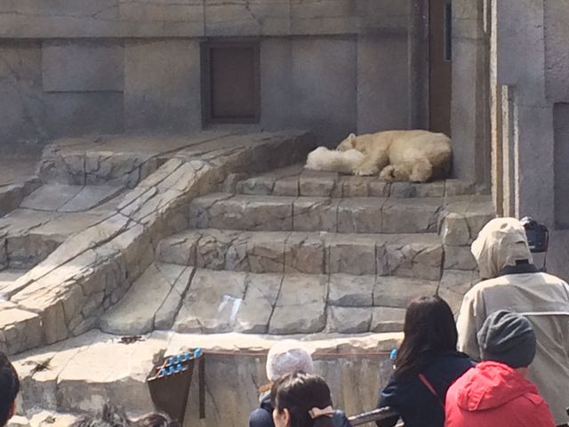 2015�N4�� ��l�C�̃V���N�}�e�q�B_�~�R������