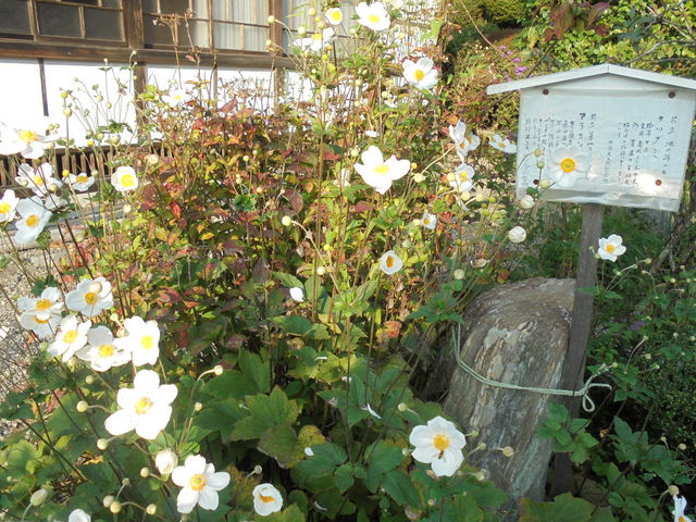 kyouko̖@P̓т̓eʐ^4