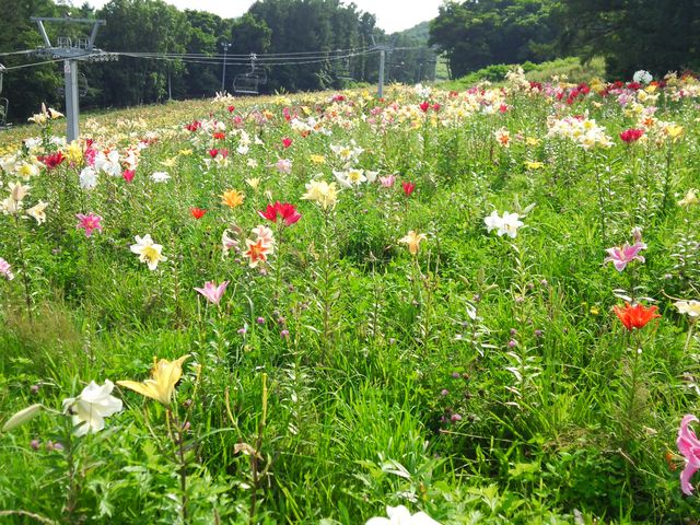 ���J�̃����̗ǂ����肪���܂�_�X�m�[�N���[�Y�I�[���Y