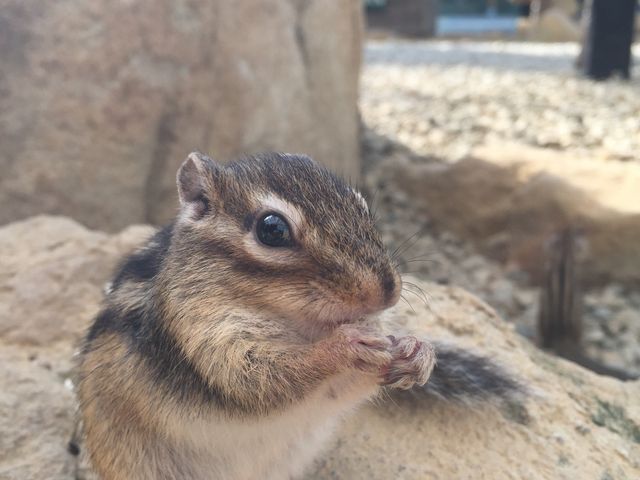 �x�X�g�V���b�g��_���X�̐X