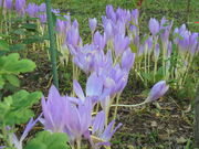 kyouko����̑��󎛂̋j�[�̓��e�ʐ^2