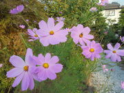 kyouko����̑��󎛂̋j�[�̓��e�ʐ^3