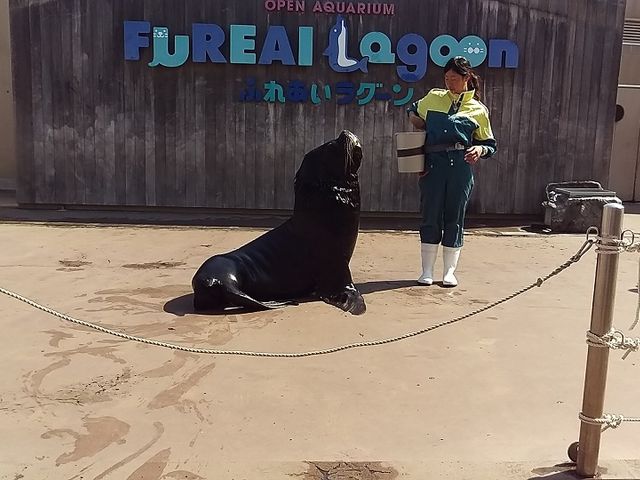 �ӂꂠ�����O�[���ł̃I�^���A�V���[�B�G���Ďʐ^���B��܂�_���l�E���i���V�[�p���_�C�X