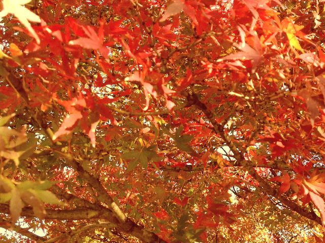 kanusak̓{뉀ԓc̓eʐ^1