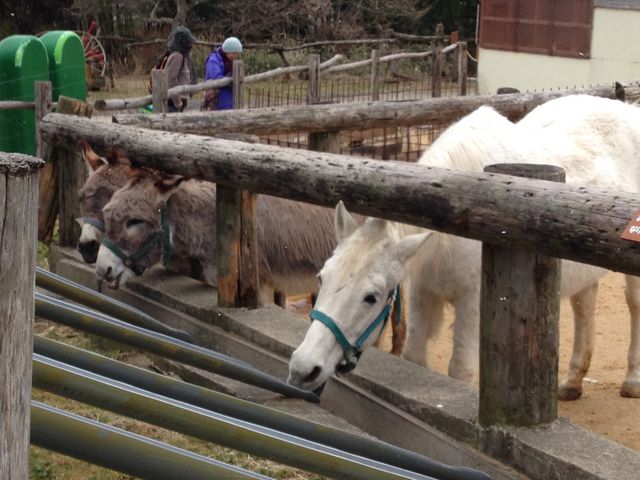 �ߐ{�����샖�u�q��