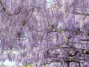 ����Ԃ���̐������_�Ђ̓��e�ʐ^1