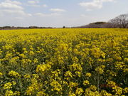 񂳂̐s̍؂̉Ԃ̓eʐ^2