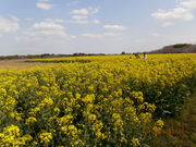 񂳂̐s̍؂̉Ԃ̓eʐ^3