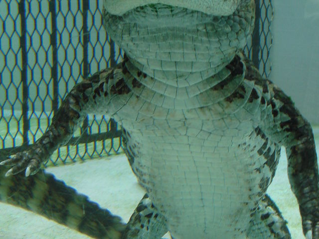 ���j�b�p��_�M��o�i�i���j��