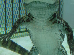 W񂳂̔Moiijւ̓eʐ^1