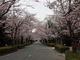 チビチビさんの長瀞の桜の投稿写真1