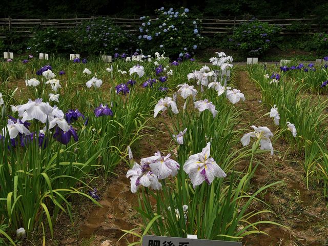 �����Ȏ�ނ̃V���E�u���炢�ĂȂ�_�񌩂��傤�ԃ��}���̐X