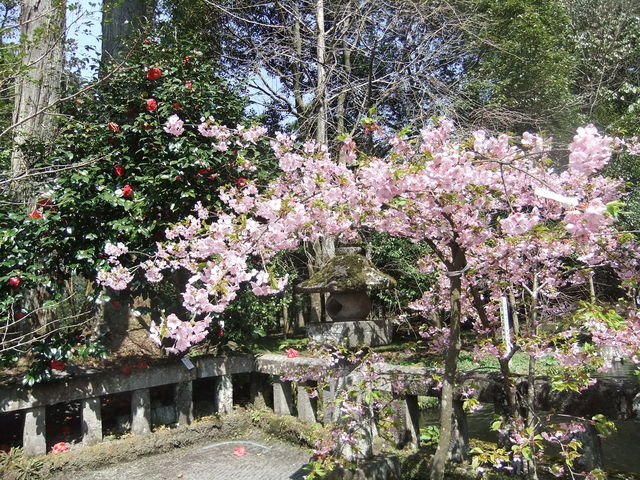 �����̉ԁX_�F�ފ�����_��