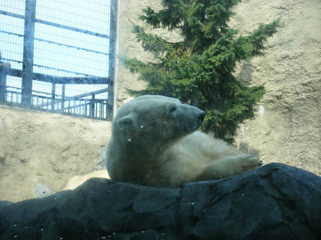 �z�b�L���N�O�}_���R������