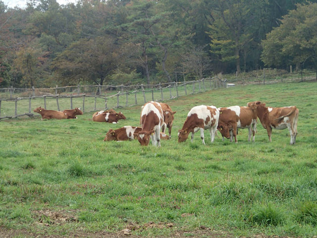 �̂ǂ��ł�..._�ߐ{�����샖�u�q��