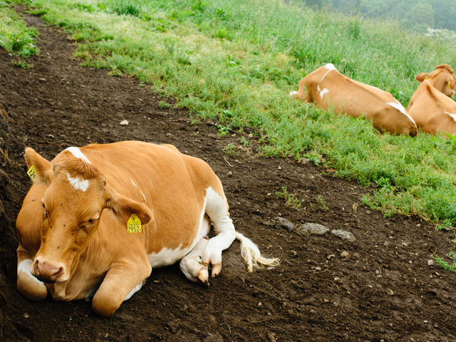 �ԋ߂ŕ\��������܂�_�ߐ{�����샖�u�q��