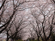 hal̉쎡LOE̍̓eʐ^2