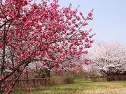 hal̉쎡LOE̍̓eʐ^4