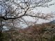 ゆみぶさんの大法師公園の桜の投稿写真1