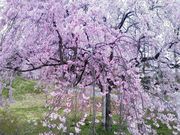 ܂䂿񂳂̖kAvXW]pفircpفj̓eʐ^1